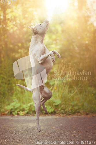 Image of thai ridgeback dog outdoors