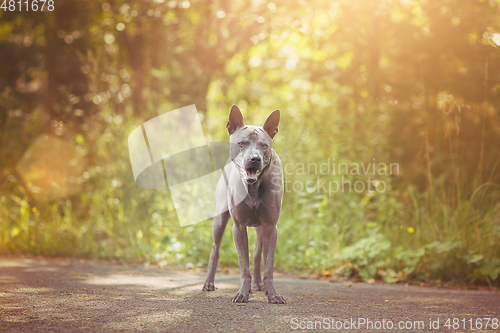 Image of thai ridgeback dog outdoors