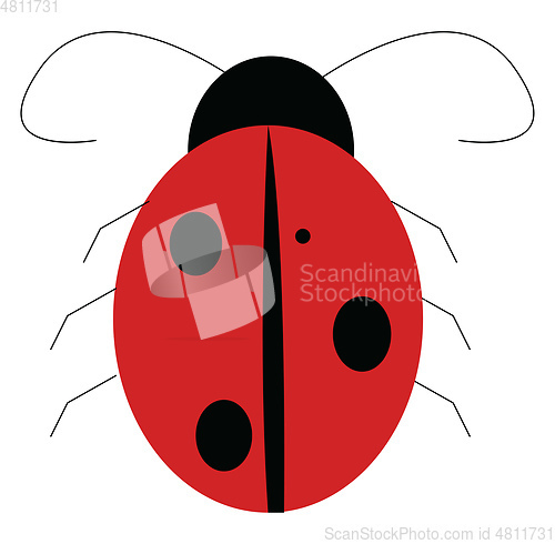 Image of A red lady bug vector or color illustration