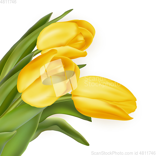 Image of Tulips decorative background. EPS 10