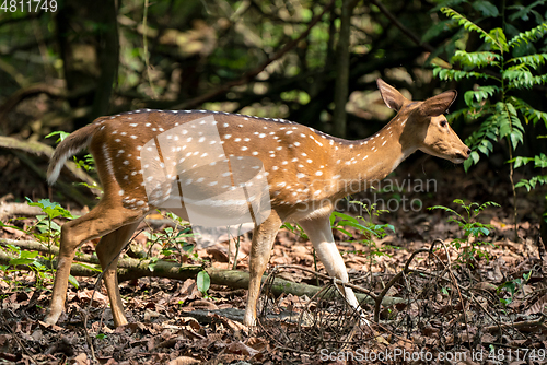 Image of spotted or sika deer in the jungle