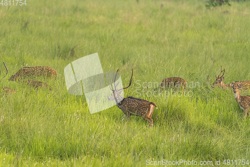 Image of Sika or spotted deers herd in the elephant grass