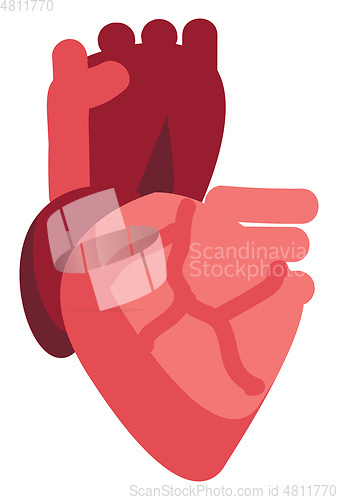 Image of Vector illustration of a human heart on white background 