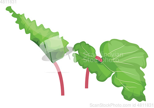 Image of Green and pink rhubarb leafs vector illustration of vegetables o