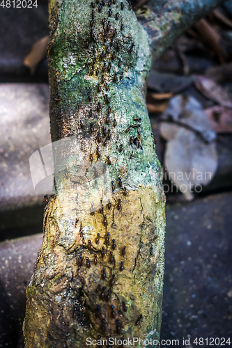Image of Termites colony, Taman Negara national park, Malaysia