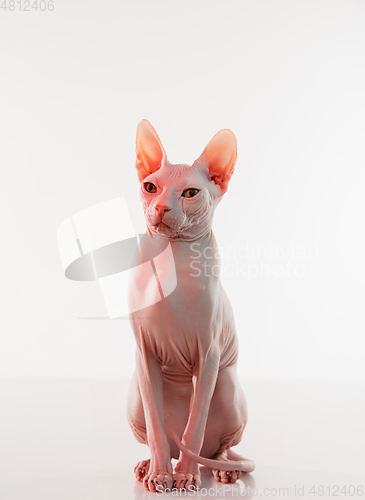 Image of Cute sphynx cat, kitty posing isolated over white studio background in neon light