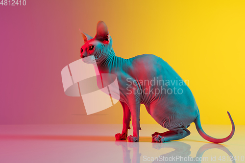 Image of Cute sphynx cat, kitty posing isolated over gradient studio background in neon light