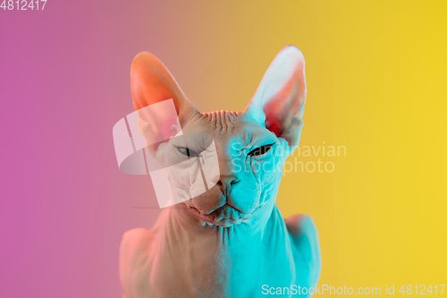 Image of Cute sphynx cat, kitty posing isolated over gradient studio background in neon light