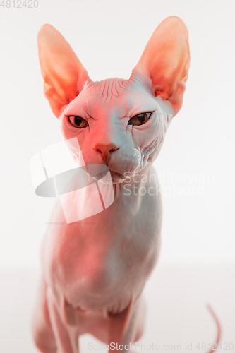 Image of Cute sphynx cat, kitty posing isolated over white studio background in neon light