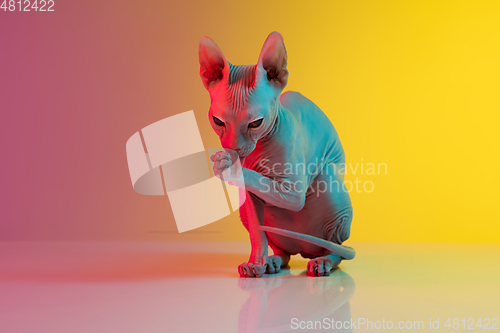 Image of Cute sphynx cat, kitty posing isolated over gradient studio background in neon light