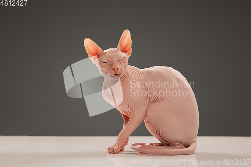 Image of Cute sphynx cat, kitty posing isolated over gray studio background