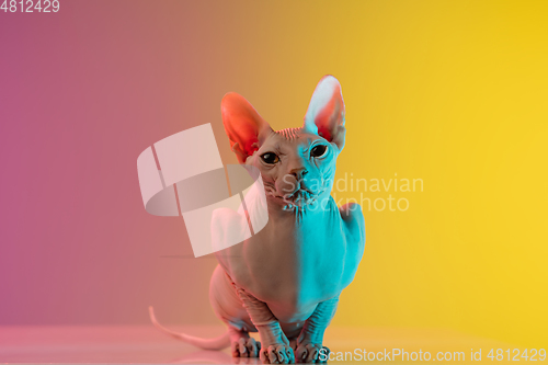 Image of Cute sphynx cat, kitty posing isolated over gradient studio background in neon light