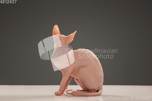 Image of Cute sphynx cat, kitty posing isolated over gray studio background