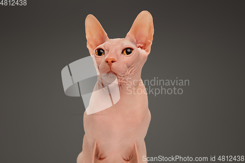 Image of Cute sphynx cat, kitty posing isolated over gray studio background