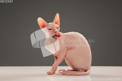 Image of Cute sphynx cat, kitty posing isolated over gray studio background