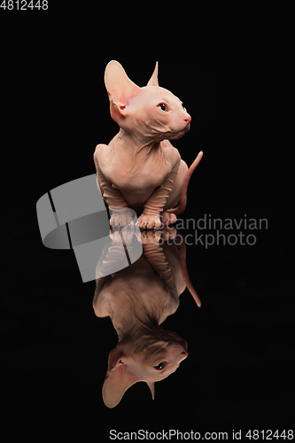 Image of Cute sphynx cat, kitty posing isolated over black studio background