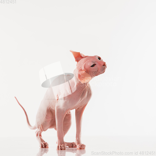 Image of Cute sphynx cat, kitty posing isolated over white studio background in neon