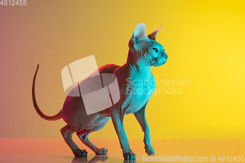 Image of Cute sphynx cat, kitty posing isolated over gradient studio background in neon light