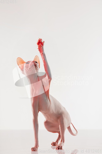 Image of Cute sphynx cat, kitty posing isolated over white studio background in neon light