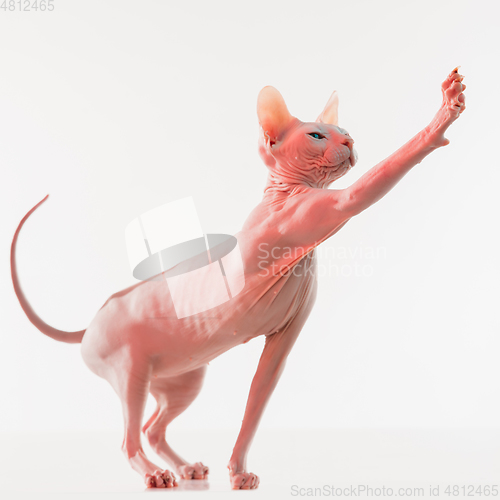 Image of Cute sphynx cat, kitty posing isolated over white studio background in neon