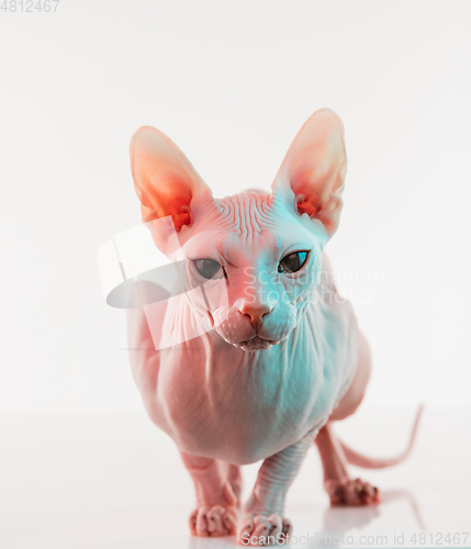 Image of Cute sphynx cat, kitty posing isolated over white studio background in neon light
