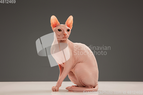 Image of Cute sphynx cat, kitty posing isolated over gray studio background