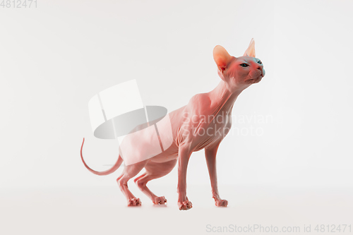 Image of Cute sphynx cat, kitty posing isolated over white studio background in neon