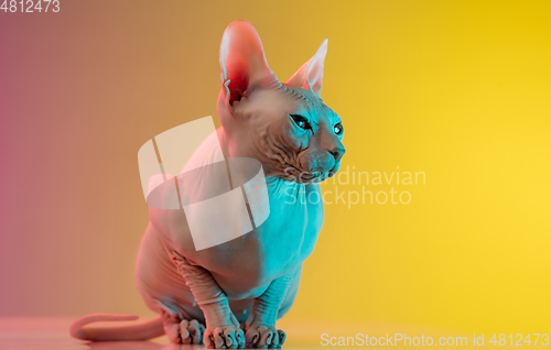 Image of Cute sphynx cat, kitty posing isolated over gradient studio background in neon light