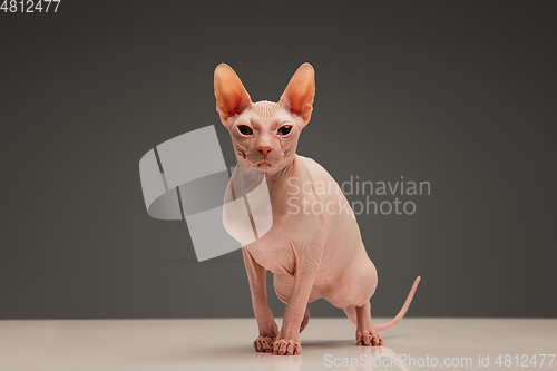 Image of Cute sphynx cat, kitty posing isolated over gray studio background