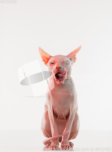 Image of Cute sphynx cat, kitty posing isolated over white studio background in neon light