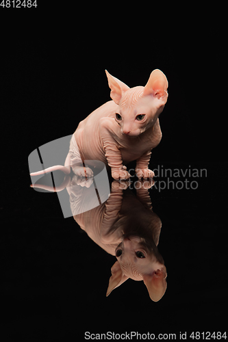 Image of Cute sphynx cat, kitty posing isolated over black studio background