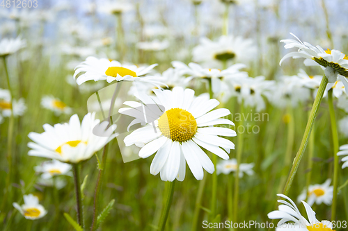 Image of Daisy in Bloom