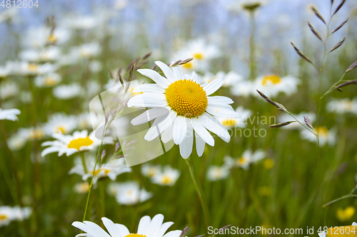 Image of Daisy in Bloom