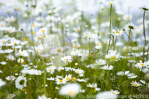 Image of Daisy in Bloom