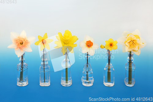 Image of Spring Daffodil Collection in Glass Bottles