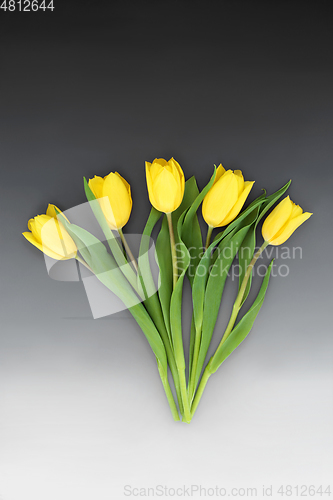 Image of Yellow Tulip Flower Abstract Design for Spring 