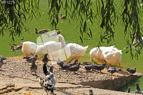 Image of Goose flock