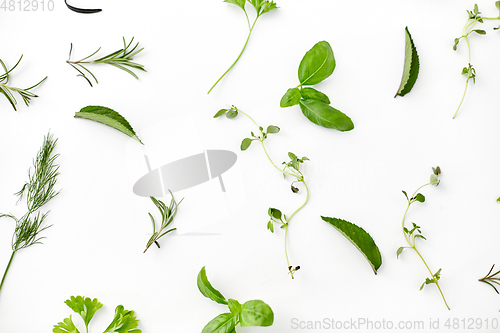 Image of greens, spices or herbs on white background