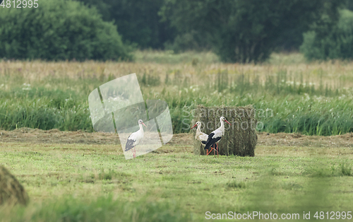 Image of White Stork in meadow