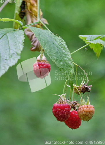 Image of Red Raspberry close up