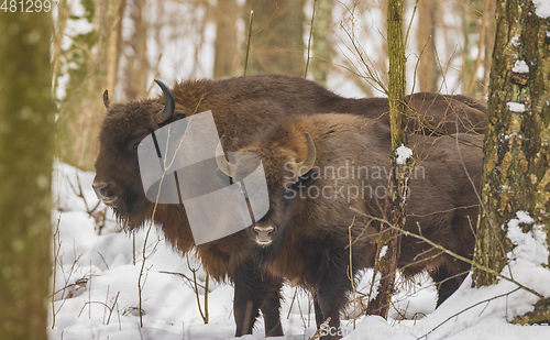 Image of European Bison(Bison bonasus) in wintertime forest