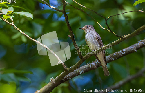 Image of Spotted Flycatcher (Muscicapa striata) on branch