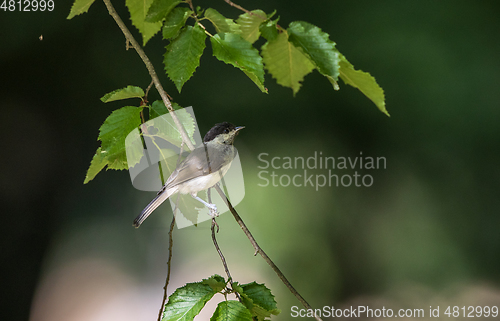 Image of Marsh Tit(Poecile palustris) in summer