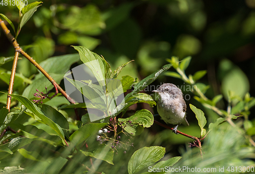 Image of Common Whitethroat(Sylvia communis) among branches