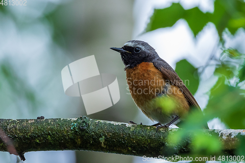 Image of Common Redstart (Phoenicurus phoenicurus) on branch