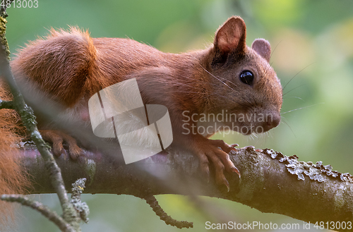 Image of Eurasian Red Squirrel sitting on branch in summer