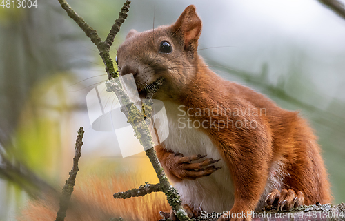 Image of Eurasian Red Squirrel sitting on branch in summer