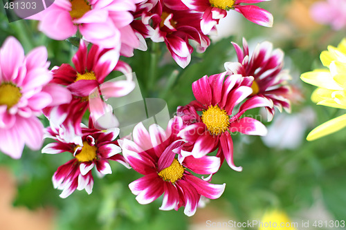 Image of Chrysanthemum flowers