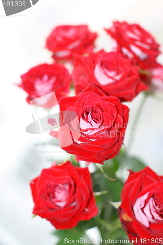 Image of Roses