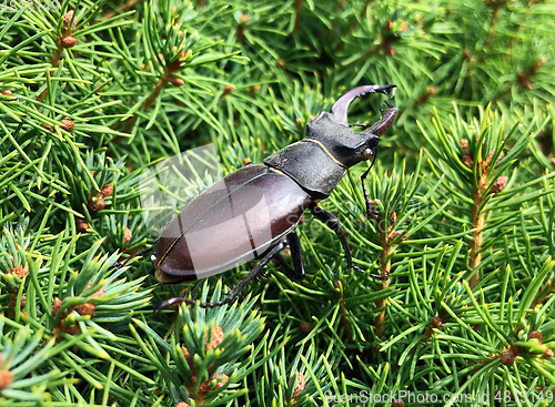 Image of The European stag beetle (Lucanus cervus L.) adult male 